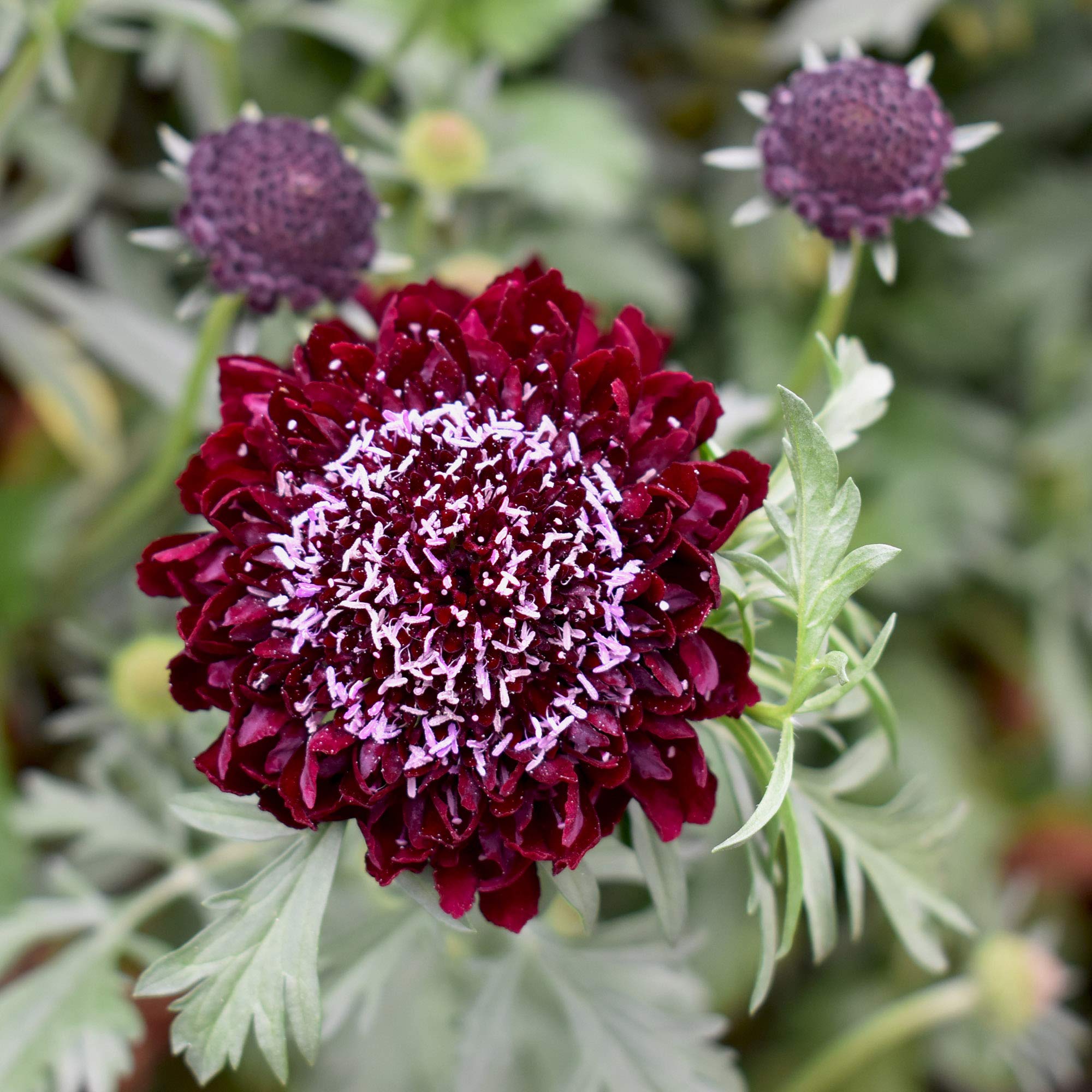 Scabiosa Pincushion Mixed Colors Perennial Flower - for planting in home garden